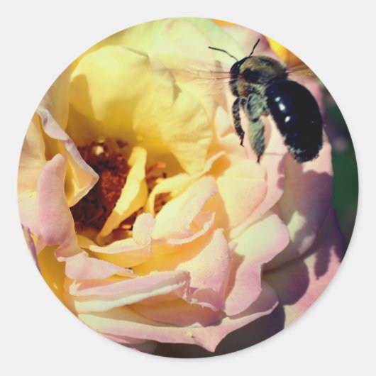 Sticker Rond Fleur D'Abeille rose Et Bumble (Devant)