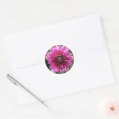 Sticker Rond Fleur Dahlia Rose (Enveloppe)