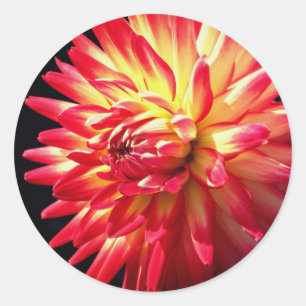Sticker Rond Fleur Dahlia Vibrante