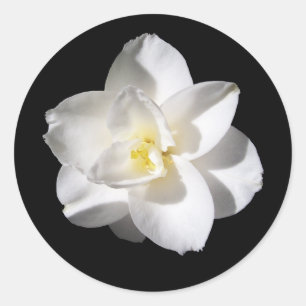 Sticker Rond Fleur d'Amaryllis