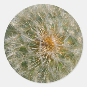Sticker Rond Fleur Dandelion