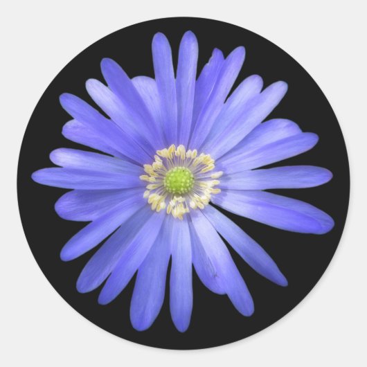 Sticker Rond Fleur d'anémone Bleue Élégante (Devant)