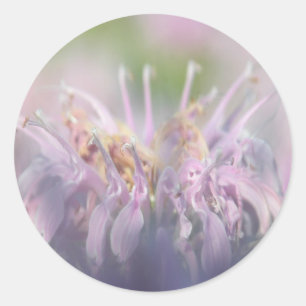Sticker Rond Fleur de beebalm de bergamote sauvage