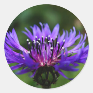 Sticker Rond Fleur de Bleuet Fleurs de Bleuet Paix Amour Destin