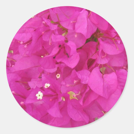 Sticker Rond Fleur de bougainvilliers roses (Grèce) (Devant)