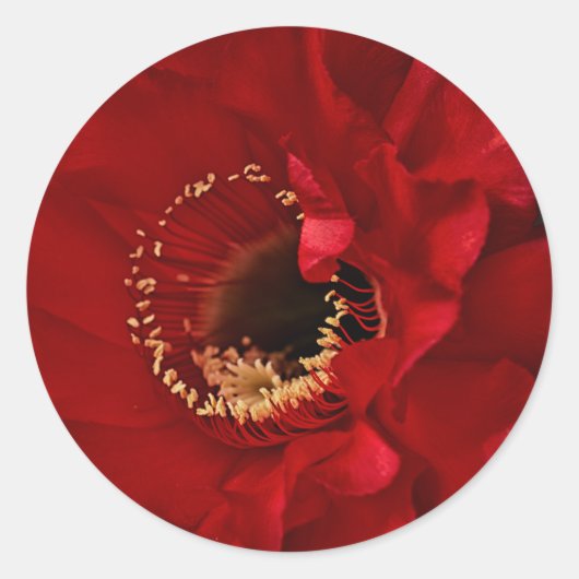 Sticker Rond Fleur de cactus de champ (Devant)