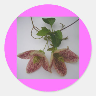 Sticker Rond Fleur de Clematis cirrhosa