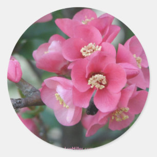 Sticker Rond Fleur de Cognassier à fleurs roses de printemps