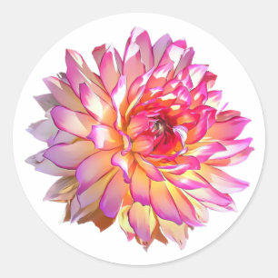 Sticker Rond Fleur de Dahlia géante orange rose ombre pâle