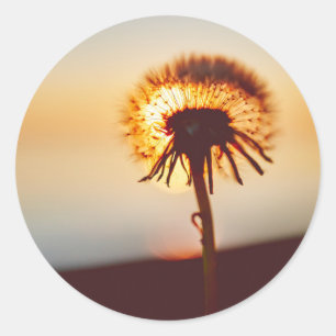 Sticker Rond fleur de dandelion