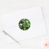 Sticker Rond Fleur de fleur jaune (Trientalis Borealis) (Enveloppe)