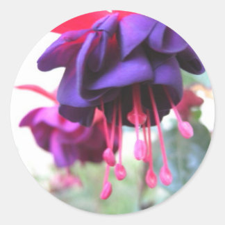 Sticker Rond Fleur de Fuschia, violet et rose chaud