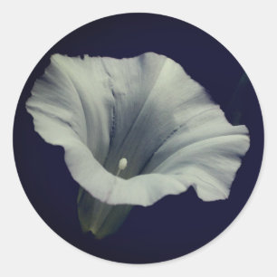 Sticker Rond Fleur de gloire du matin