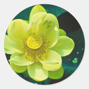 Sticker Rond Fleur de Lotus