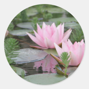 Sticker Rond Fleur de Lotus/nénuphar