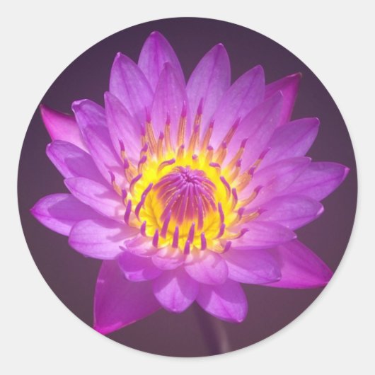 Sticker Rond Fleur de Lotus pourpre (Devant)