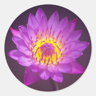 Sticker Rond Fleur de Lotus pourpre