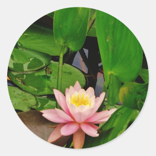 Sticker Rond Fleur de lys d'eau rose (Devant)