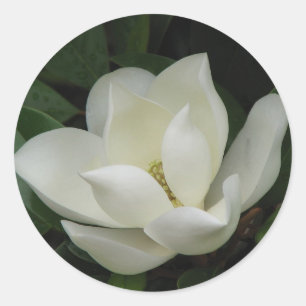 Sticker Rond Fleur de magnolia du sud