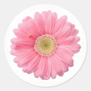 Sticker Rond Fleur de marais rose vif