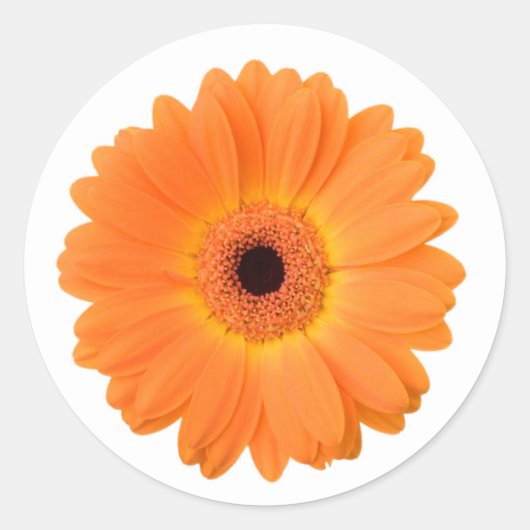 Sticker Rond Fleur de marguerite orange vive (Devant)