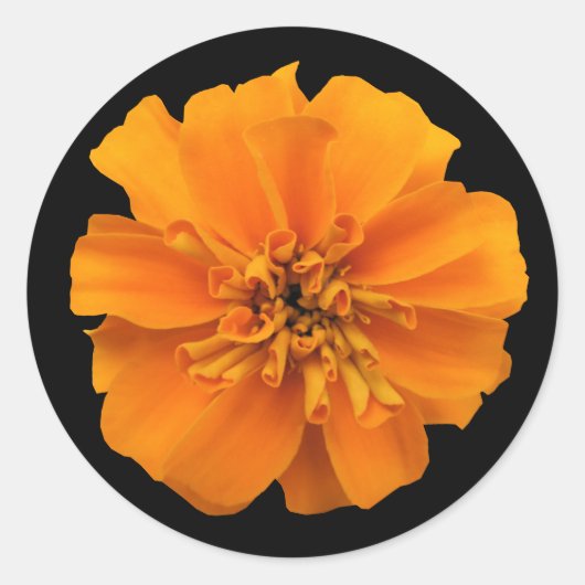 Sticker Rond Fleur de Marigold orange en noir (Devant)