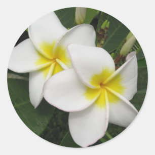 Sticker Rond Fleur de Plumeria