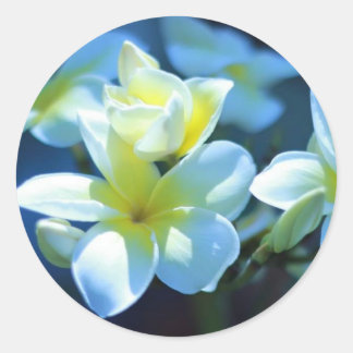 Sticker Rond fleur de plumeria