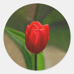 Sticker Rond Fleur de printemps de la Tulipe rouge