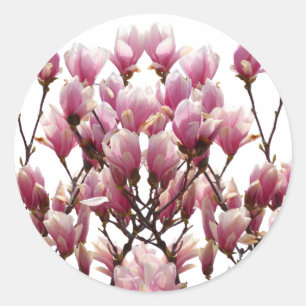 Sticker Rond Fleur de printemps rose florissante Magnolias