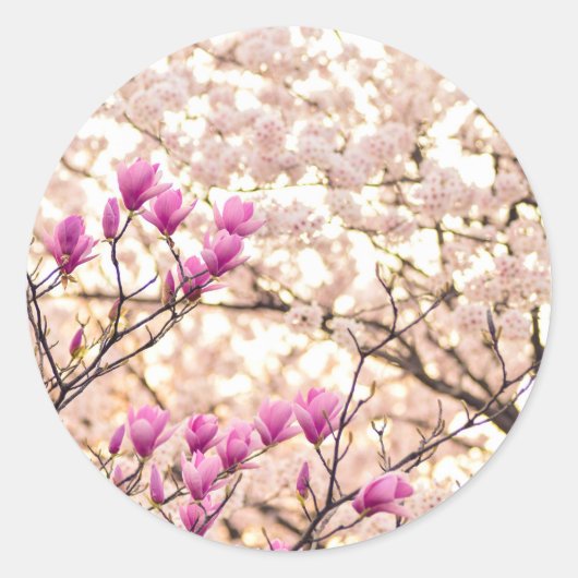 Sticker Rond Fleur de printemps rose pourpre en floraison (Devant)