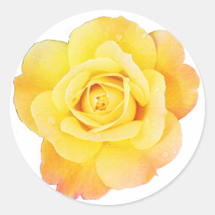 Sticker Rond Fleur de rose florale orange jaune Pâques printemp