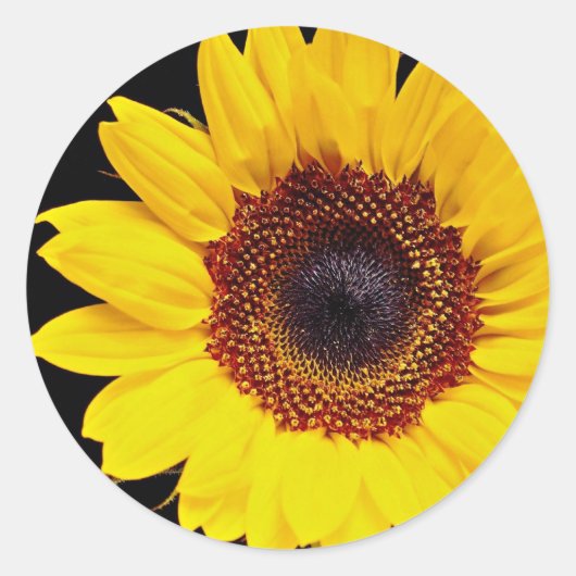 Sticker Rond Fleur de soleil jaune (Devant)