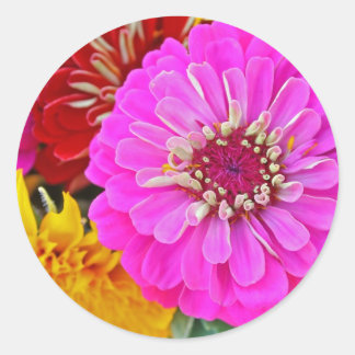 Sticker Rond Fleur de zinnia colorée