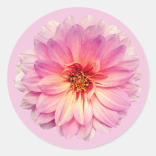Sticker Rond Fleur de Zinnia rose
