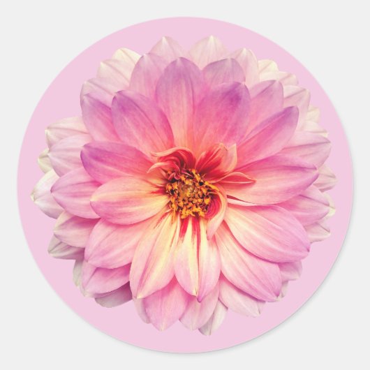 Sticker Rond Fleur de Zinnia rose (Devant)