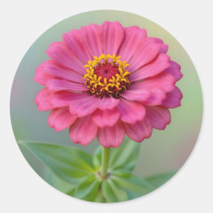 Sticker Rond Fleur de Zinnia Rose Vibrante Macro Botanique