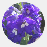 Fleur Delphinium Fermer