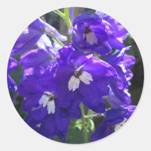 Sticker Rond Fleur Delphinium Fermer