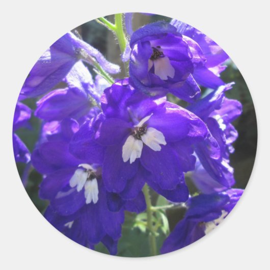 Sticker Rond Fleur Delphinium Fermer (Devant)