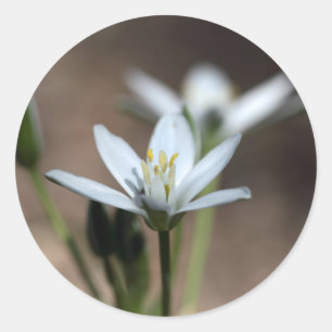 Sticker Rond Fleur d'Étoile-de-Bethlehem (umbellatum