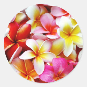 Sticker Rond Fleur d'Hawaï de Frangipani de Plumeria customisée