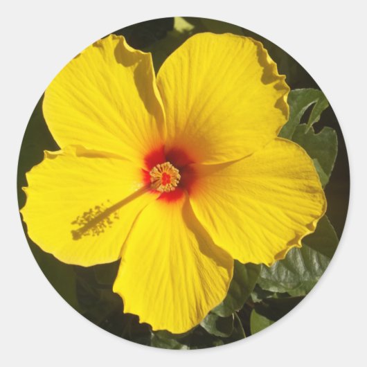 Sticker Rond Fleur d'Hibiscus jaune (Devant)