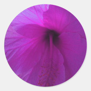 Sticker Rond Fleur d'Hibiscus pourpre