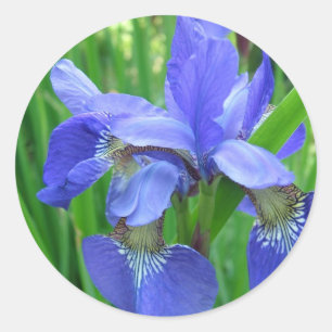 Sticker Rond fleur d'iris bleue. Photographie de jardin floral
