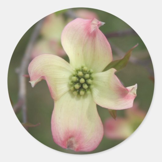 Sticker Rond Fleur Dogwood (Devant)