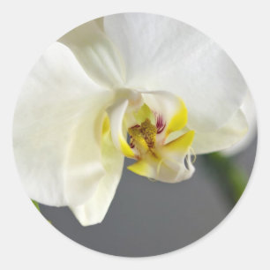 Sticker Rond Fleur d'orchidée blanche