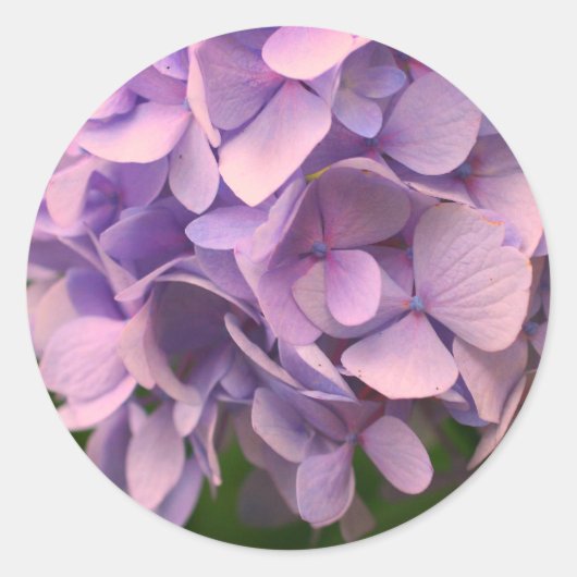 Sticker Rond Fleur douce Hydrangea (Devant)