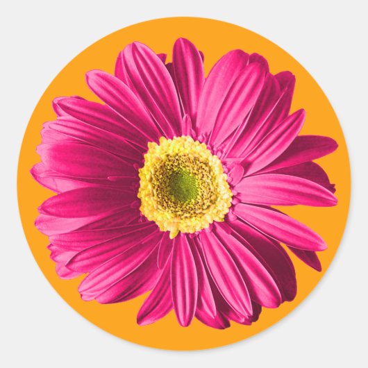 Sticker Rond Fleur Fuchsia Daisy (Devant)