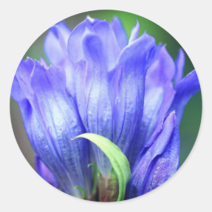Sticker Rond Fleur Gentienne Bleue 